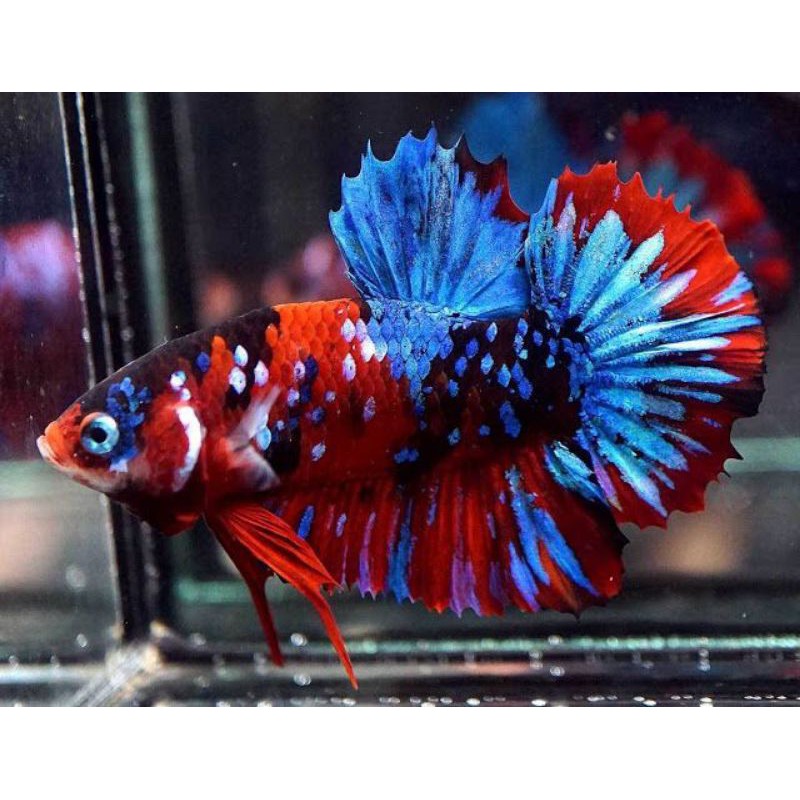 Cupang Nemo Galaxy Multicolor/Multicolor/PK Koi,Giant Multicolor,Panda,Blue Rim
