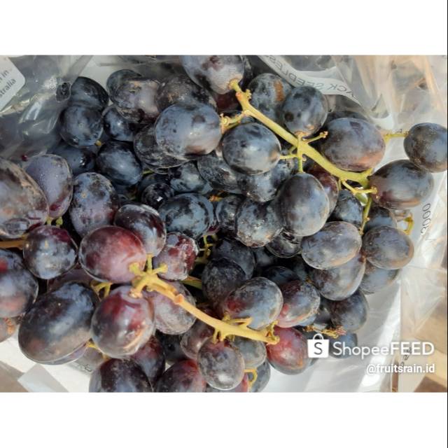 

Anggur Black Seedless Australia