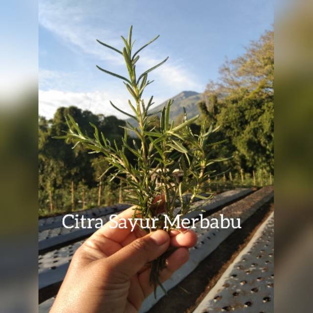 

Rosemary (Bisa Dikonsumsi)/ 100 gram