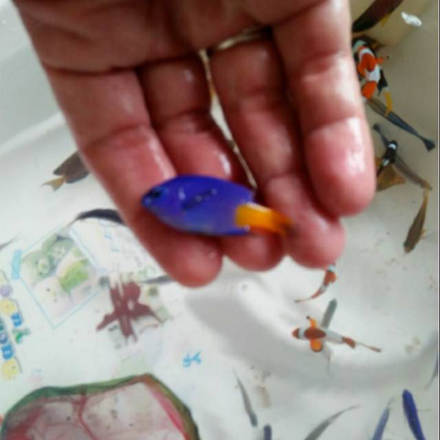 Ikan Blue Devil (ikan hias laut)