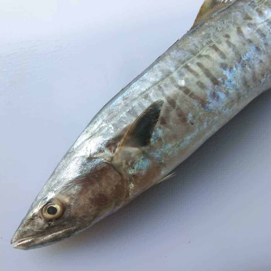 

Ikan Tenggiri bulat 1kg