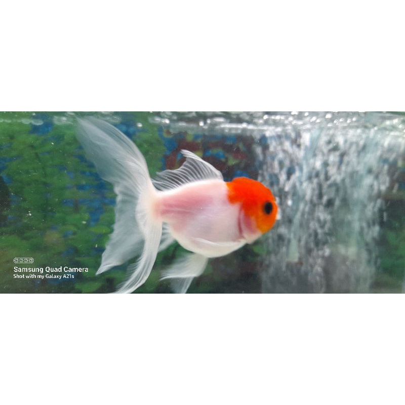 ikan oranda kombinasi merah putih mungi