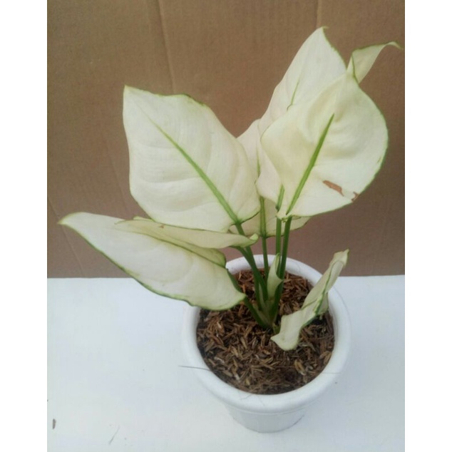 Aglaonema Super White
