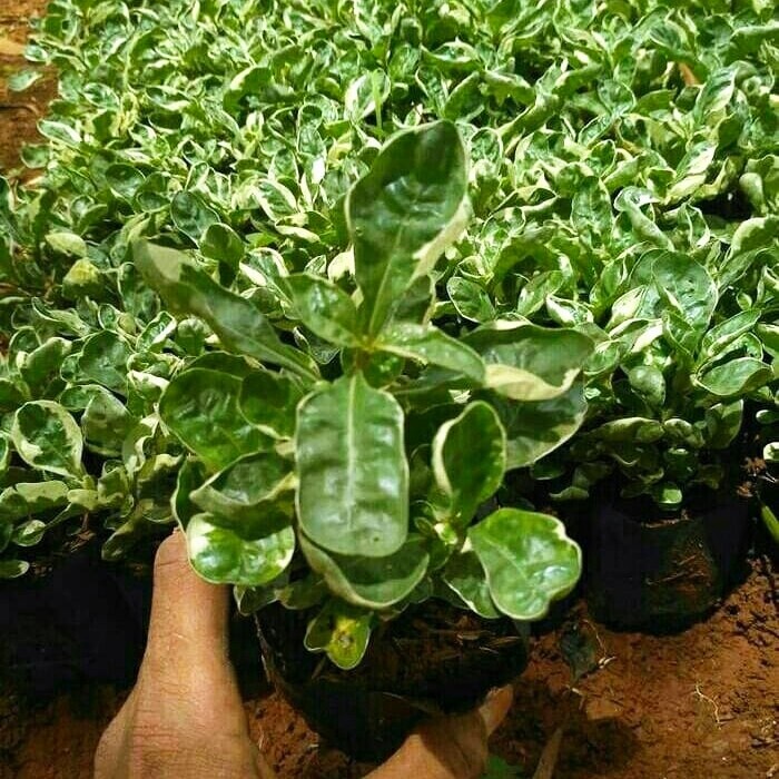 tanaman hias krokot putih - krokot putih kriminil - krokot keriting