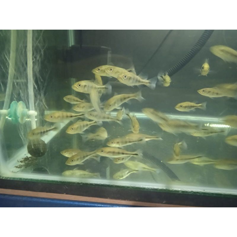 Pbass Mono Ukuran 4-5 CM . Termurah 