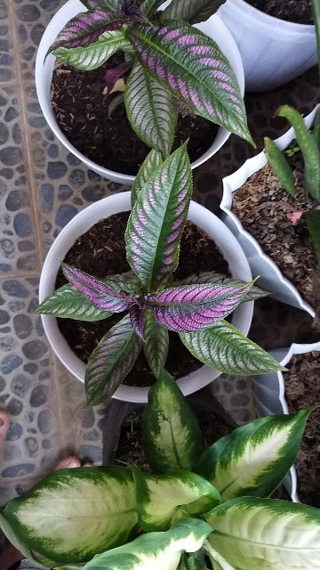 Parisian Shield Murah Promo !!!! Buruan !!!!