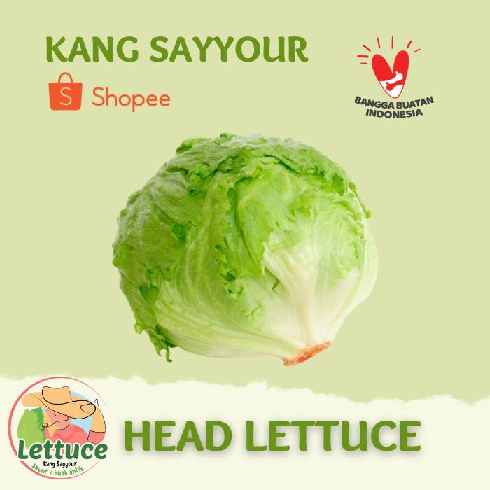 

Lettuce Head 1kg GROSIR 10KG TERMURAH Pengiriman H+1.
