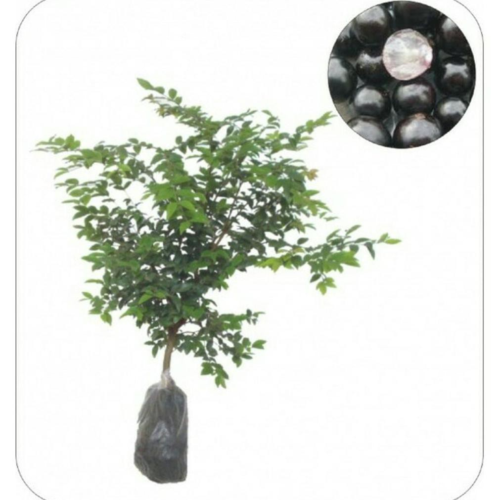 Tanaman Buah Anggur Brazil Anggur Pohon Jaboticaba