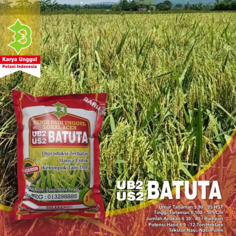 Benih Bibit Padi UB2 BATUTA Lokal Aceh