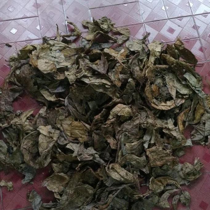 

JUAL DAUN KETAPANG LAUT OLAHAN 1KG BERSIH