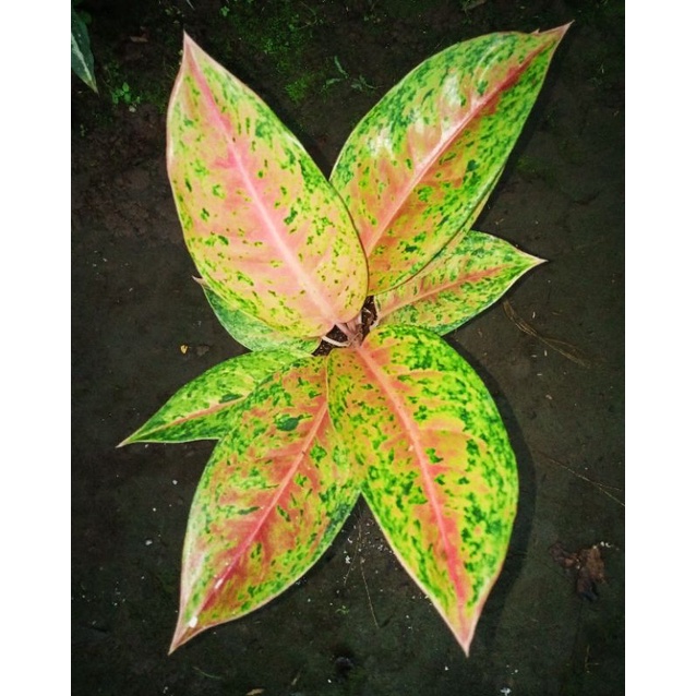 Aglaonema Big Roy / Aglaonema Lulaiwan
