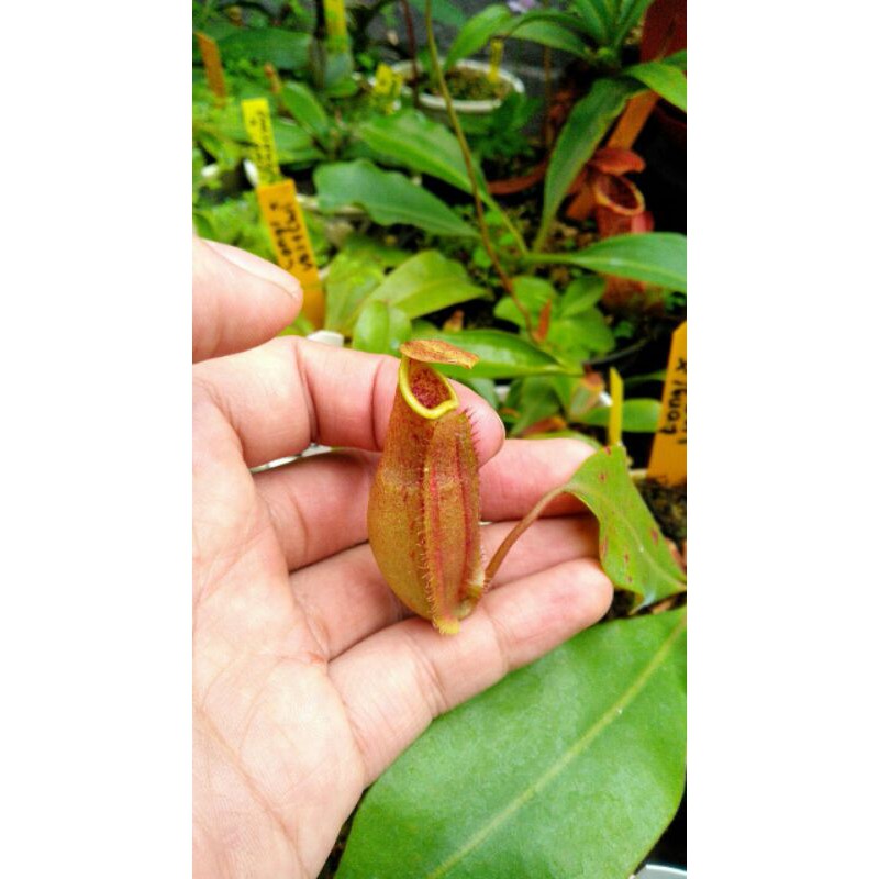 

nepenthes longifolia x veitchii