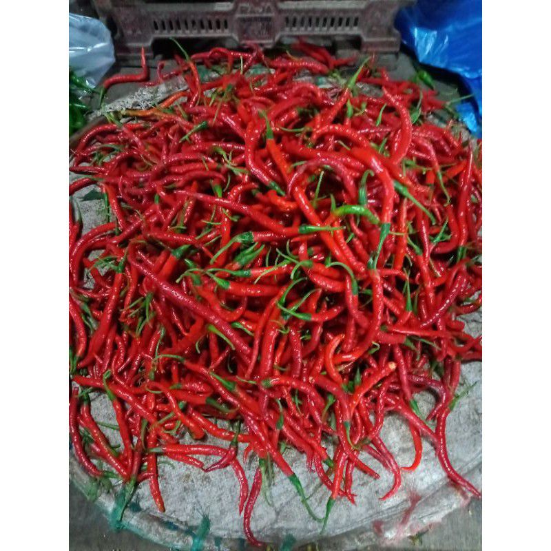 

Cabe merah keriting segar / 1kg dijual di warunk juni