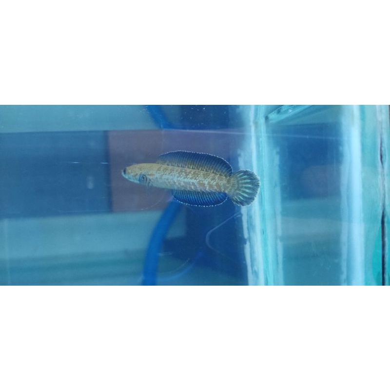 channa blue andrao grade A