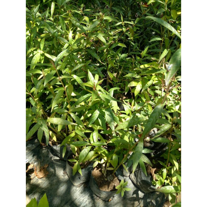 bibit tanaman teh hijau