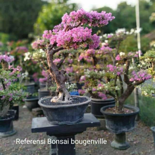 Stek Batang Bonggol Bibit Bonsai Bunga Kertas Bougenville Bogenville Ungu Mikro Shopee Indonesia