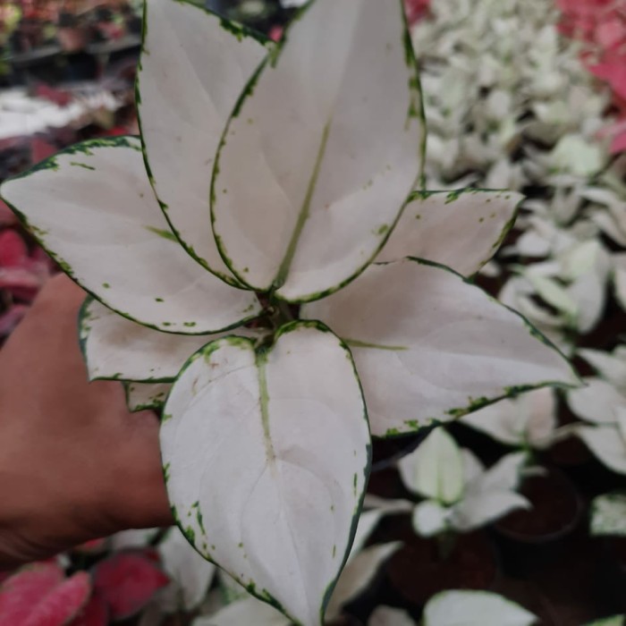 Aglonema Super White var. Remaja, Dewasa dan Jumbo 5 - 8 Daun