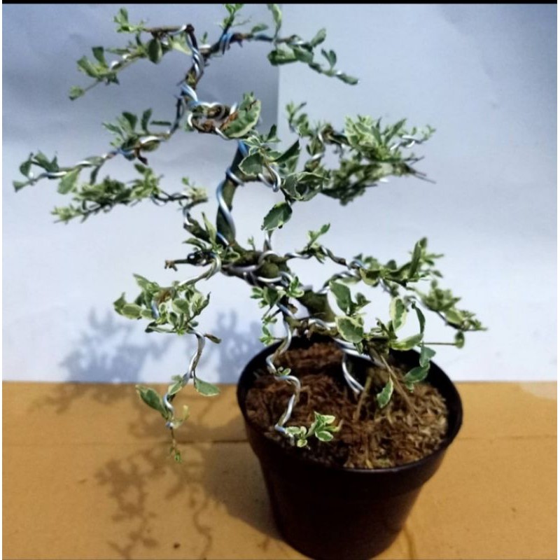 bonsai legistrum varigata bonsai mini