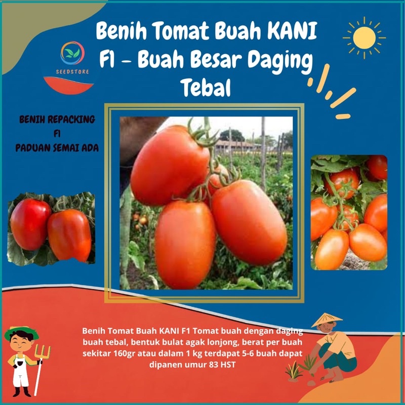 25 Benih Biji Tomat Buah Kani F1 REPACKING SEEDS