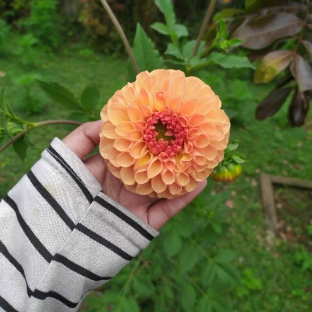 rahayu_widayanti0110