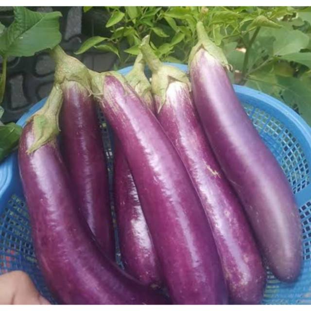 

Terong Ungu per 500 gr