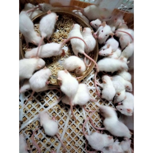pakan reptil tikus putih rat sapih