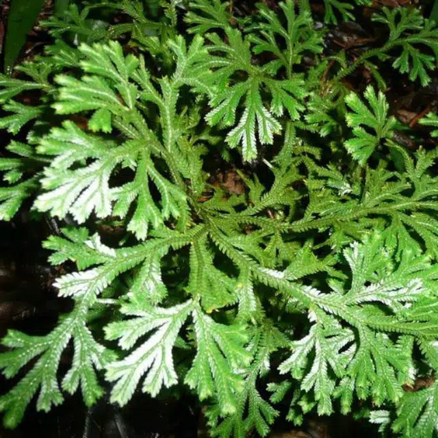

daun cakar ayam fresh 1 kg