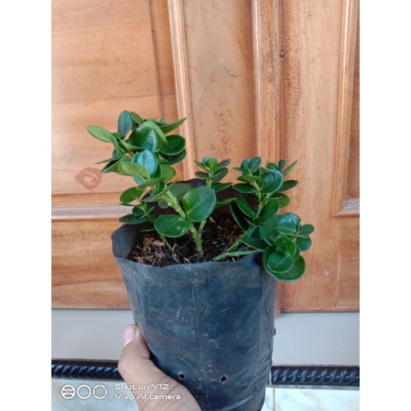 Bibit Bonsai Natal Plum