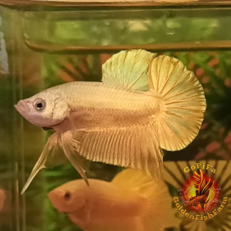 Ikan Cupang Betta Fish Plakat Super Gold 24 Karat Emas Shopee Indonesia