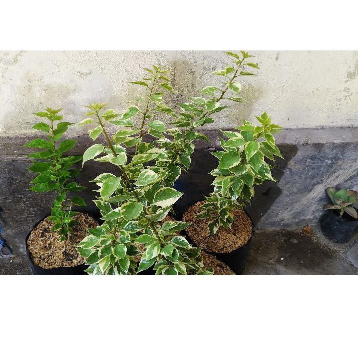 MEN SALE Tanaman hias Bunga Bougenville Singapore/ Bougenville mikro berbunga ungu ORIGINAL