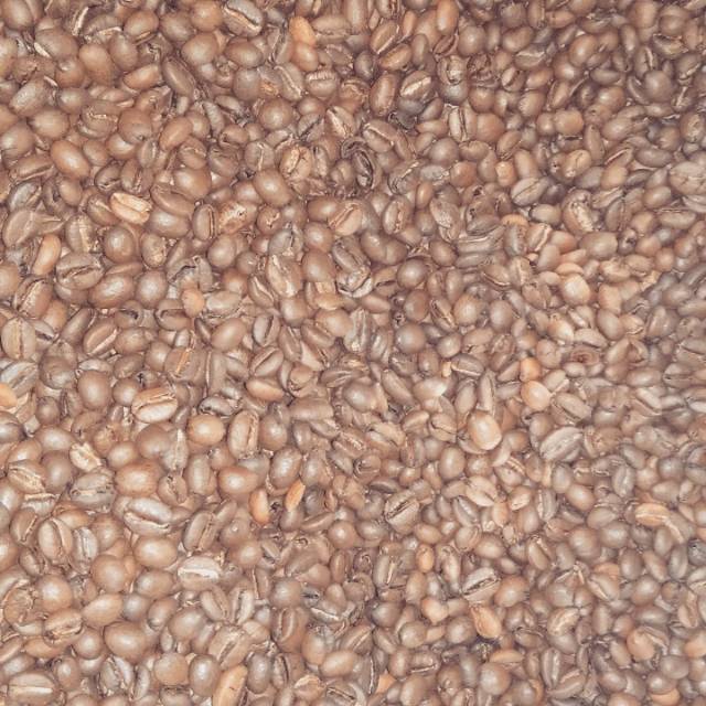 Kopi nangka excelsa gunung anjasmoro