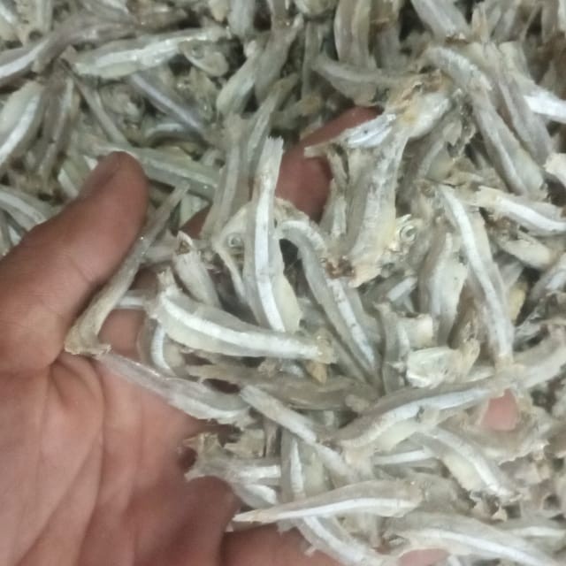 

Ikan teri jengki