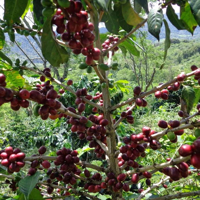 

5 Ons Biji Benih Kopi Arabica Ateng Super