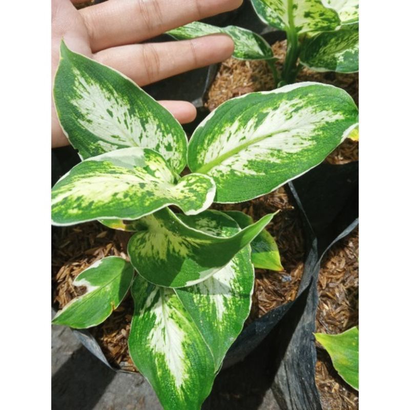 Tanaman hias diven lukisan cinta-diven sparkle-dieffenbachia-blanceng
