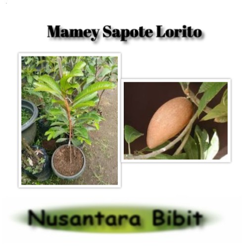 Bibit Buah Mamey Sapote Lorito