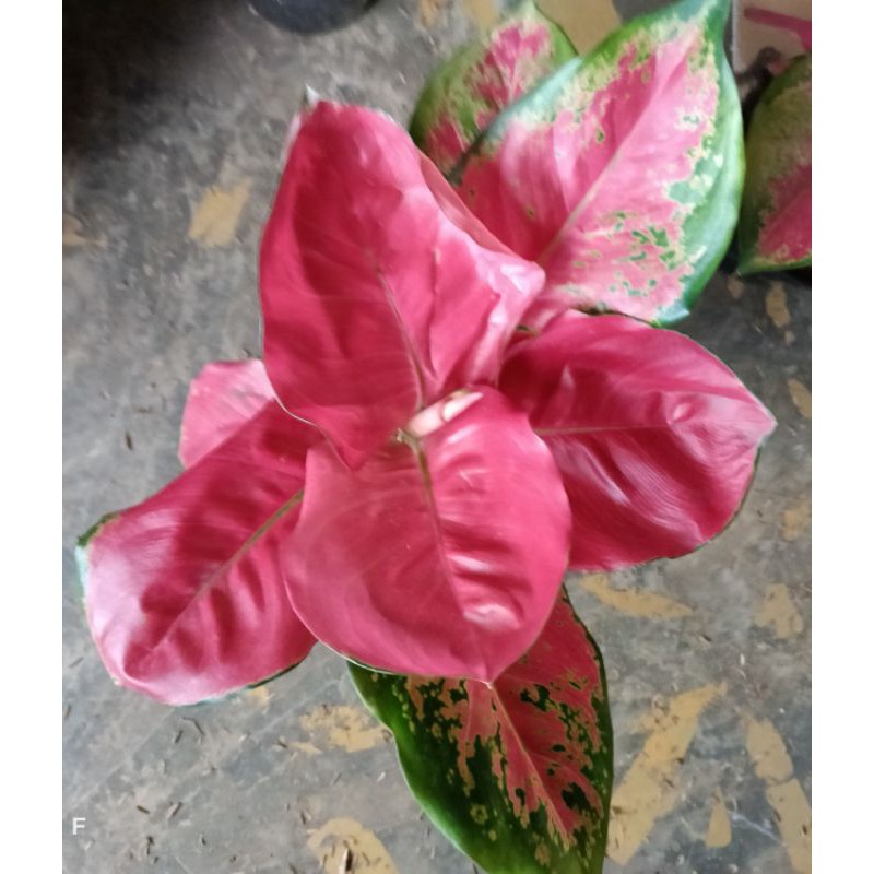 Bunga aglonema red Cherry