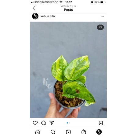 Sirih njoy mint/njoy yellow/emerald