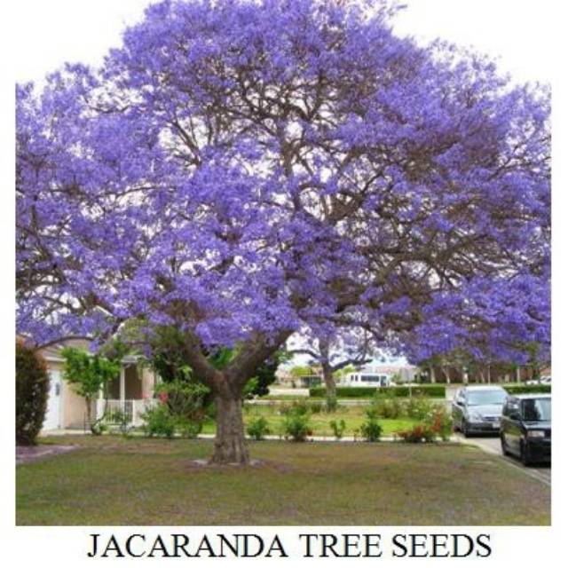 Biji Pohon Jacaranda (Jacaranda Mimosifolia) Jacaranda Tree Seeds (Isi 3 biji)