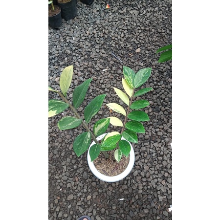 Bibit tanaman hias zamia culcas variegata asli / original bibit bonggol zamia culcas varigata