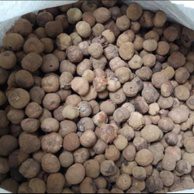 Benih Biji Pohon Jati Super Unggul Benih/Biji/Benih Biji/Biji Benih