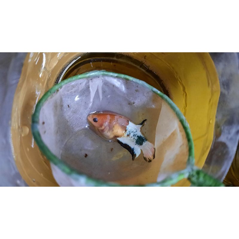 ikan cupang ws female orange head murah size -M 5 bulan