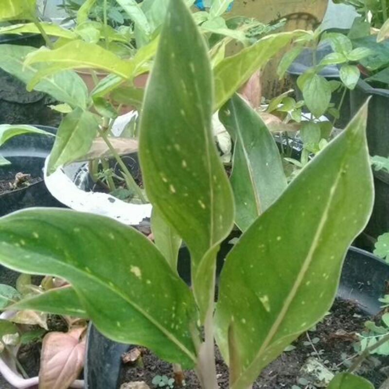 Aglonema Big Roy hijau anakn 1_3 daun