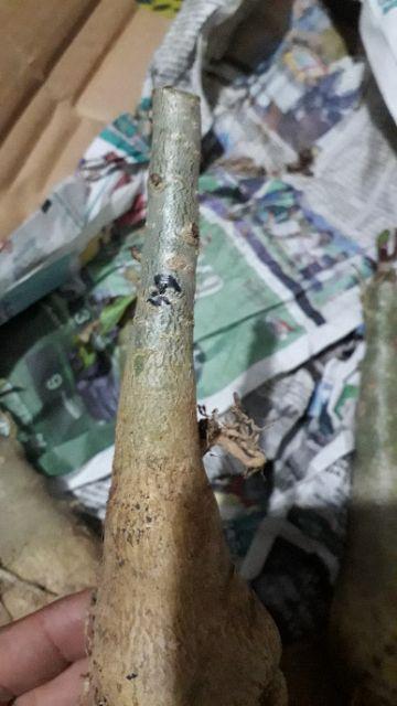 Paket 4 Batang Bibit Bunga Kamboja Jepang Adenium Triple Warna Terbaru 2019 Bonggol Besar