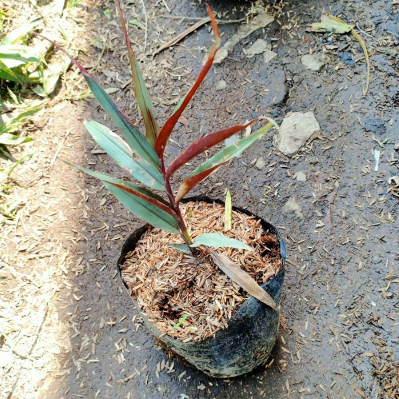 

Jahe Wulung | Jahe merah berdaun merah