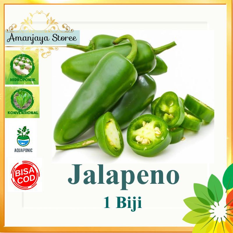 Benih CABE JALAPENO /Hot Pepper 1 biji