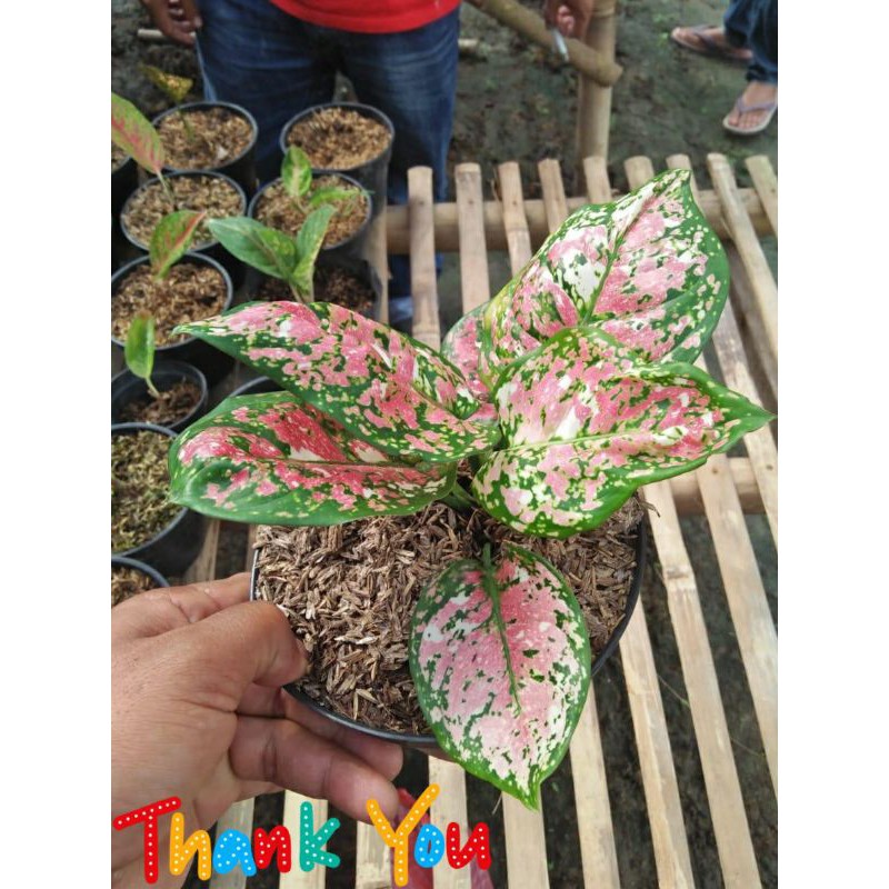 BIBIT AGLONEMA TRICOLOR JOS