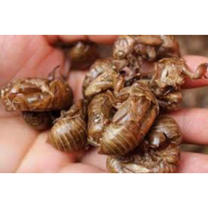 

10gr Chan Tui / Periostracum Cicadae 蝉蜕
