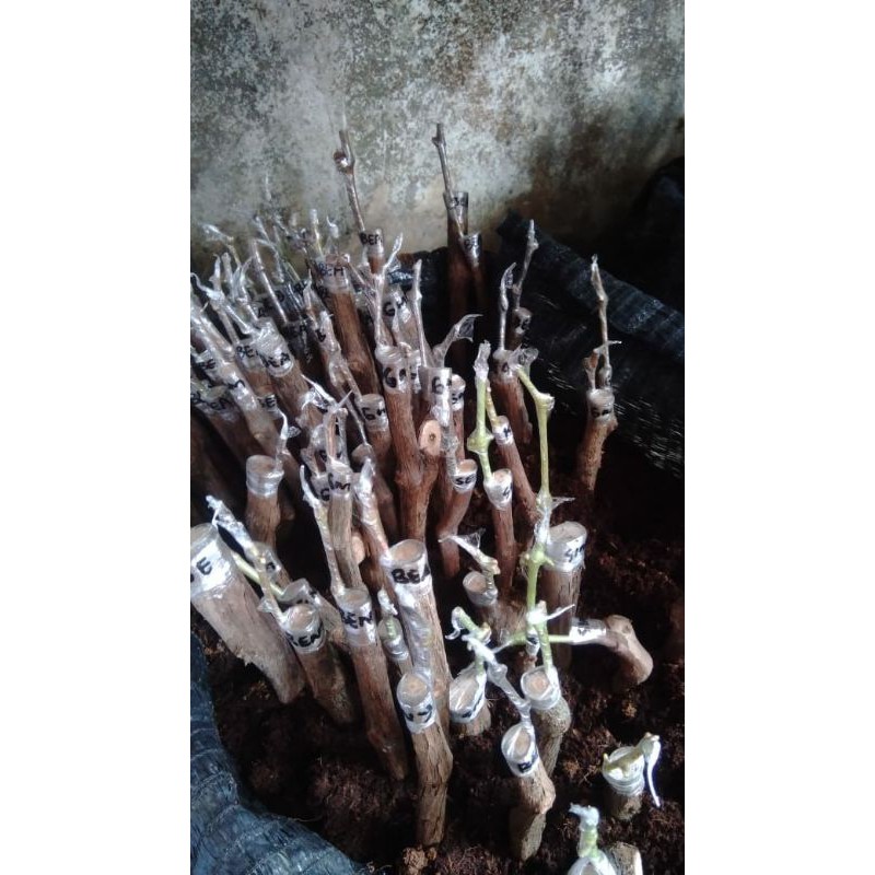 Cutting grafting bibit anggur
