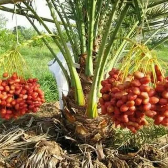 Terkini paket 2 Bibit Buah Kurma Ajwa Jantan Dan  Bibit Biji Benih Terbaik 