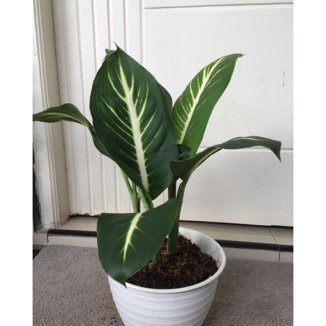 Aglonema Blanceng Neon - tanaman hidup - blanceng neon